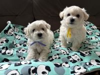 Smufi i Simba - 7 tygodni